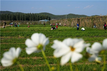 北京：农场休闲游助力乡村经济